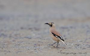 白尾地鴉 白尾地鴉