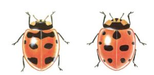 橫斑瓢蟲 橫斑瓢蟲