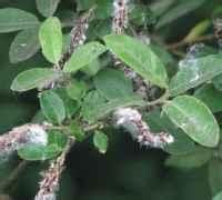 大葉柳（原變種）