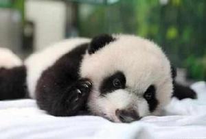 國際熊貓日 國際熊貓日