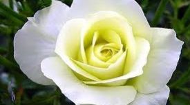 科黑格高 科黑格高