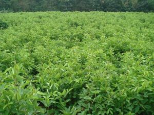 勐板千斤拔 勐板千斤拔