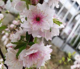 銀梅[陂頭中學“校花”]