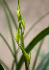 《趣味園藝:春蘭·寒蘭》 《趣味園藝:春蘭·寒蘭》