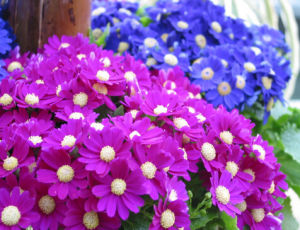 瓜葉菊屬 瓜葉菊屬