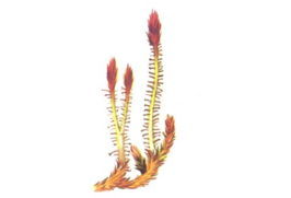 原始鱗木目 原始鱗木目