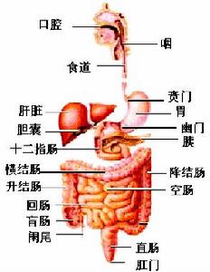 先天性非溶血性黃疸
