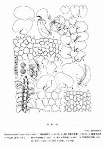 皺葉耳葉苔(原變種) 皺葉耳葉苔(原變種)