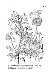 美葉翠雀花 美葉翠雀花