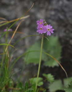 闊萼粉報春 闊萼粉報春