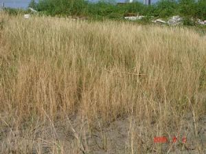 鹽地鼠尾粟枯黃時