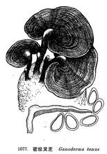 密紋靈芝 密紋靈芝