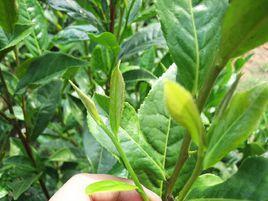 無患子提取物 無患子提取物