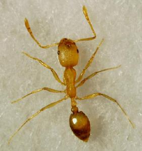 小黃家蟻 小黃家蟻