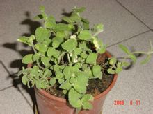 蘋果薄荷生長習性