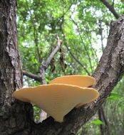 光蓋大孔菌 光蓋大孔菌