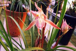 複色紅蓮瓣 複色紅蓮瓣