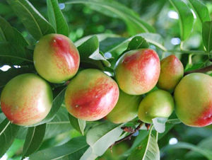 早紅珠油桃