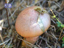 松蘑 松蘑