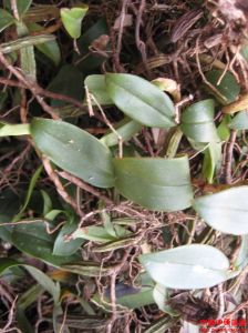 雙葉岩珠 雙葉岩珠