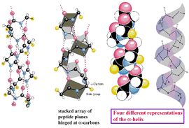 蛋白質二級結構 蛋白質二級結構