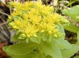 巨大秋麒鱗 巨大秋麒鱗