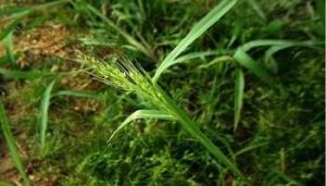 無芒鵝觀草 無芒鵝觀草