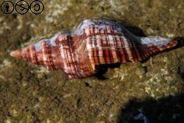 紡錘旋螺 紡錘旋螺