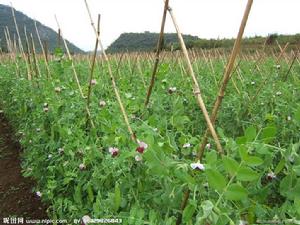 荷蘭豆的栽培管理 荷蘭豆的栽培管理