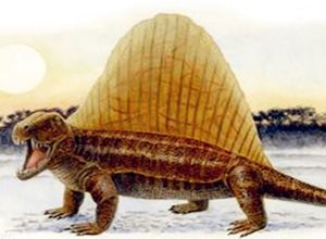 中國錐齒獸 中國錐齒獸