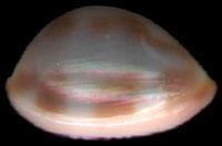 泡形海兔螺 泡形海兔螺