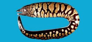 班氏裸胸鱔 班氏裸胸鱔