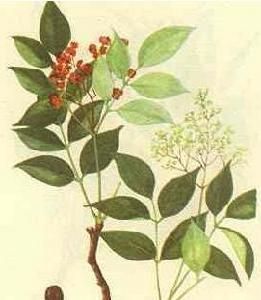 野鴉椿葉 野鴉椿葉