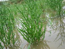 海蓬子[海蓬子]