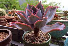 晚霞[晚霞（多肉植物）]