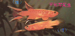 五彩琴尾魚