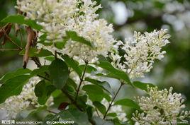 小蠟樹[捩花目木犀科植物]