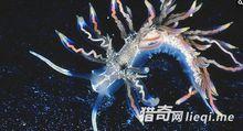彩色海蛞蝓