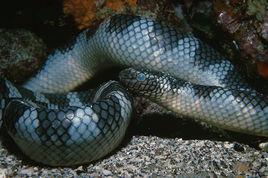 半環扁尾海蛇 半環扁尾海蛇