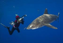海洋白鰭鯊 海洋白鰭鯊