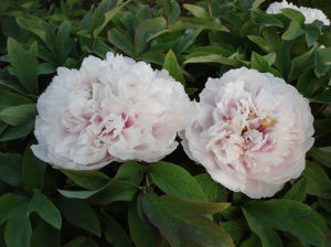 雪裡紫玉 雪裡紫玉