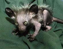 光面狐猴 光面狐猴