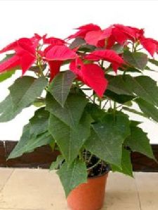 一品紅[大戟屬植物]