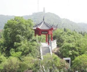 唐安古柏 唐安古柏