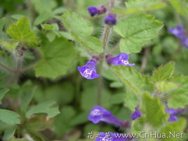 假活血丹 假活血丹