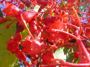 樟葉蘋婆 樟葉蘋婆