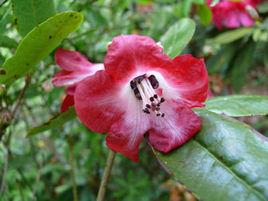 櫻花杜鵑 櫻花杜鵑