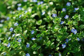 婆婆納[管狀花目玄參科植物]