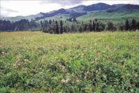 低草地群落 低草地群落