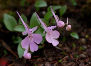 三叉無柱蘭 三叉無柱蘭